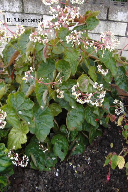 B. Urandangi